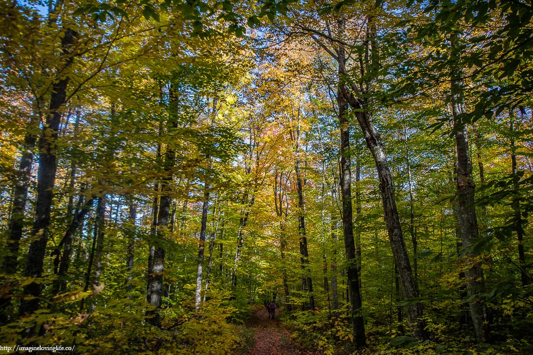 trail going back